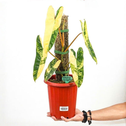 Philodendron Billietiae Variegated – 4 - 5 Leaves – Rare Aroid Plant - Yume Gardens Indonesia