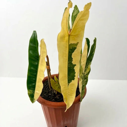 Philodendron Billietiae Variegated – 4 - 5 Leaves – Rare Aroid Plant - Yume Gardens Indonesia