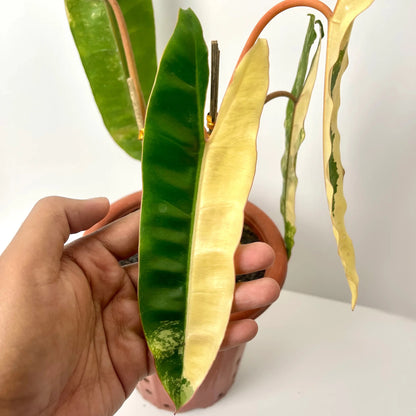Philodendron Billietiae Variegated – 4 - 5 Leaves – Rare Aroid Plant - Yume Gardens Indonesia