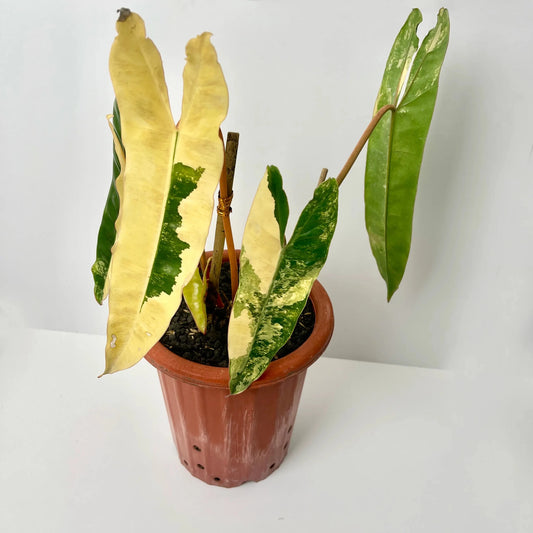 Philodendron Billietiae Variegated – 4 - 5 Leaves – Rare Aroid Plant - Yume Gardens Indonesia