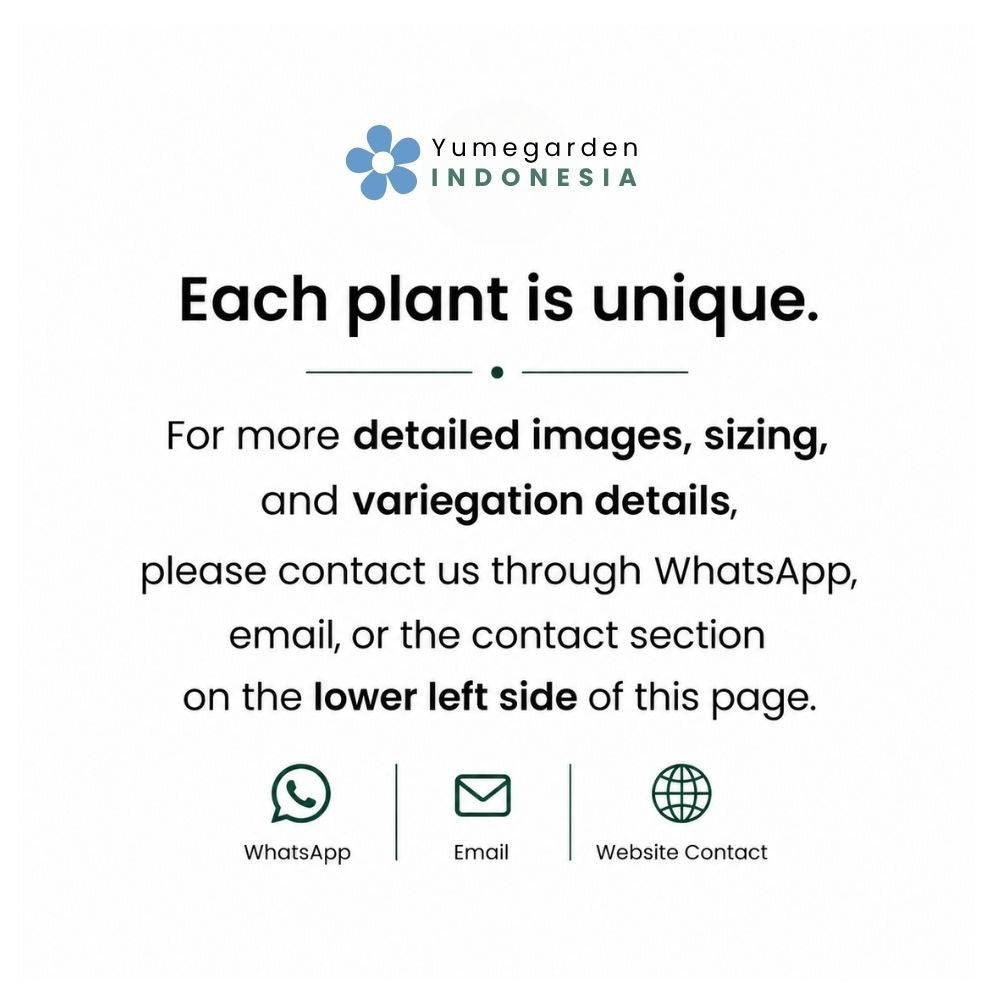 Philodendron Billietiae Variegated – 4 - 5 Leaves – Rare Aroid Plant - Yume Gardens Indonesia