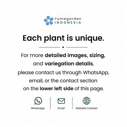 Philodendron Billietiae Variegated – 4 - 5 Leaves – Rare Aroid Plant - Yume Gardens Indonesia