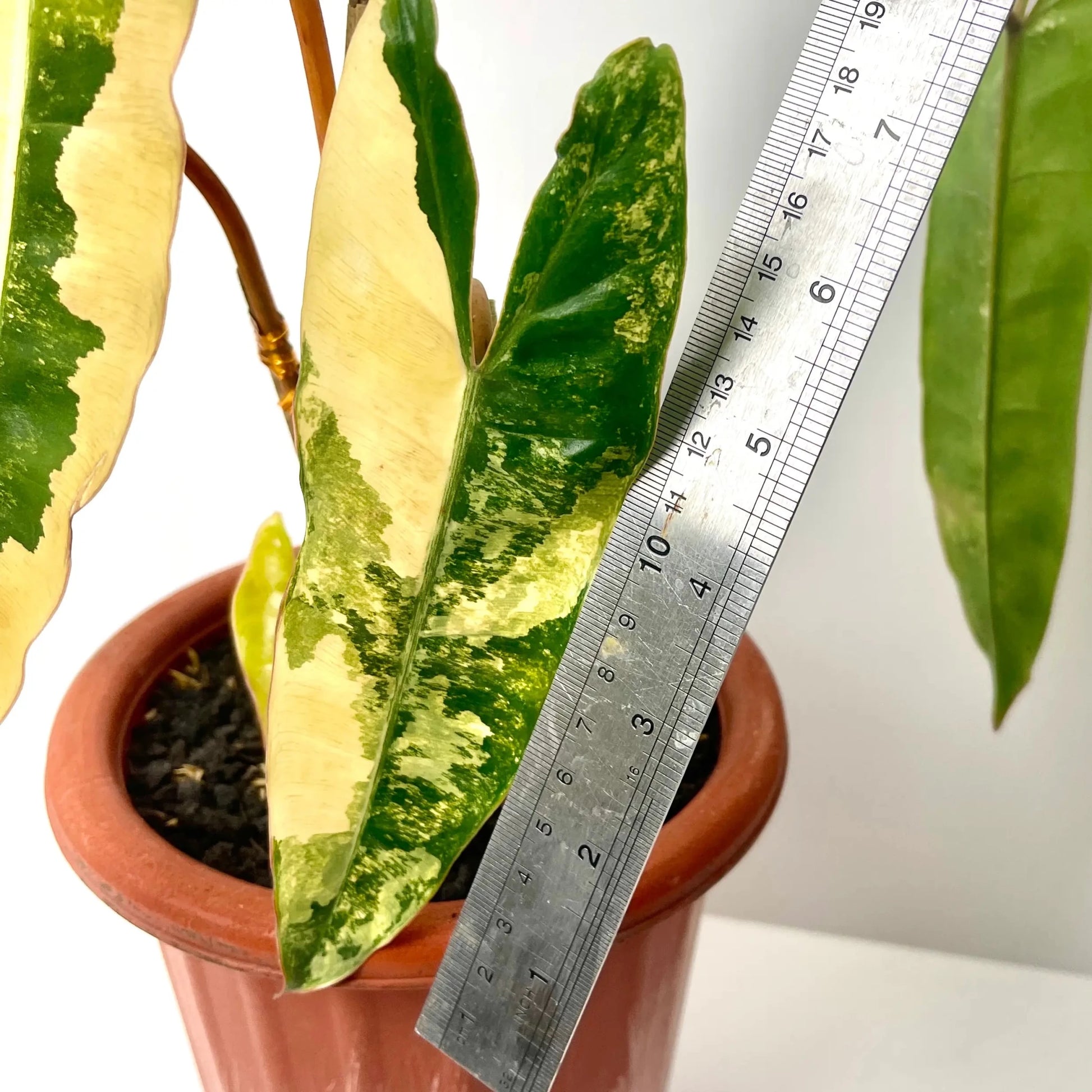 Philodendron Billietiae Variegated – 4 - 5 Leaves – Rare Aroid Plant - Yume Gardens Indonesia