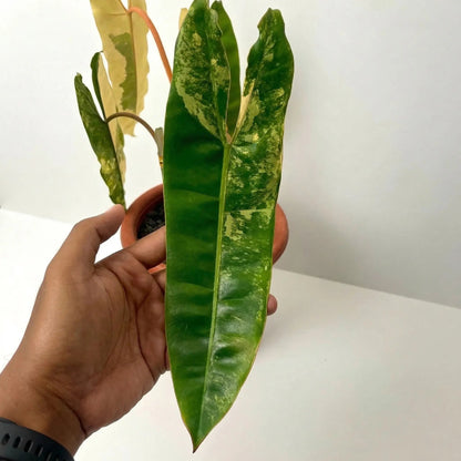 Philodendron Billietiae Variegated – 4 - 5 Leaves – Rare Aroid Plant - Yume Gardens Indonesia