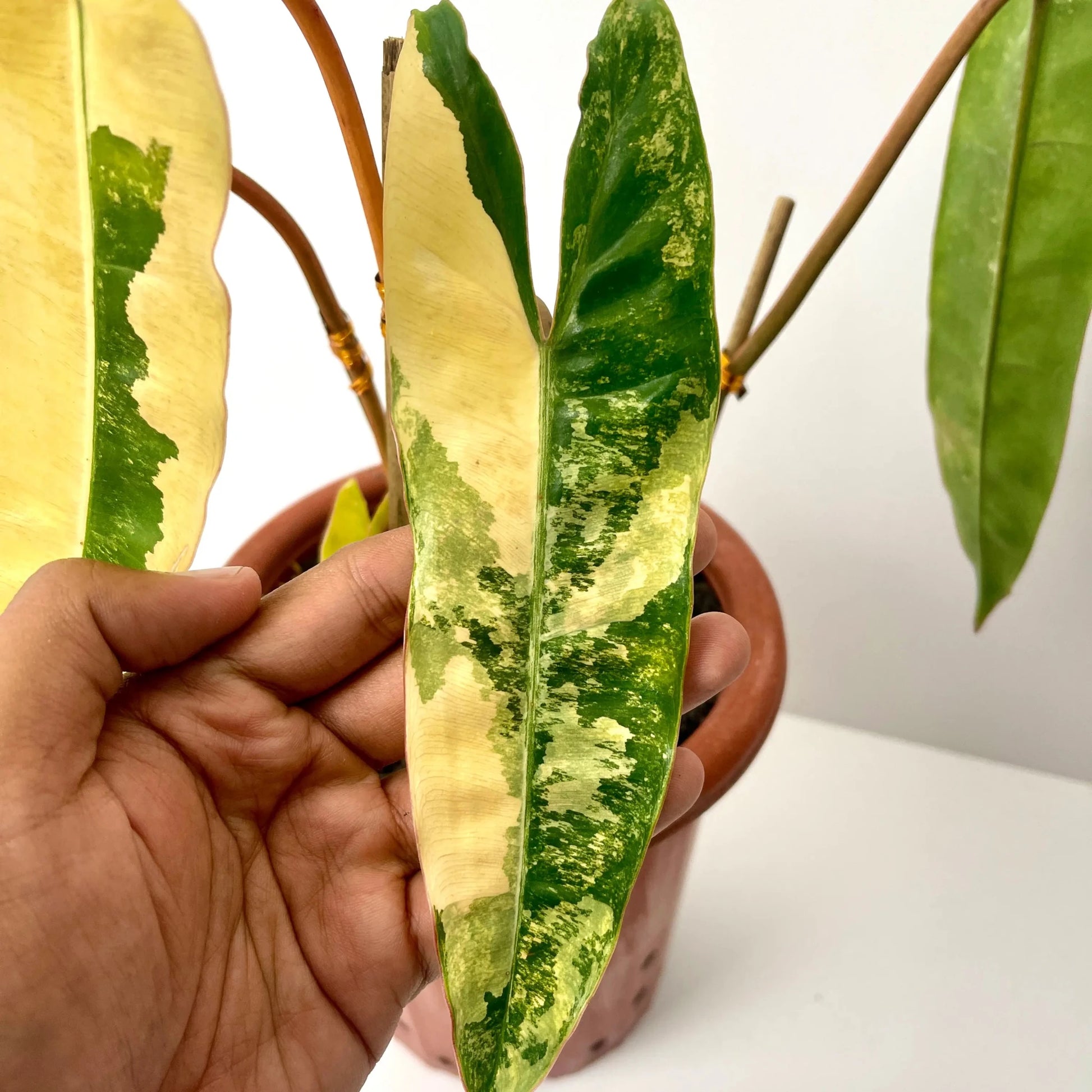 Philodendron Billietiae Variegated – 4 - 5 Leaves – Rare Aroid Plant - Yume Gardens Indonesia