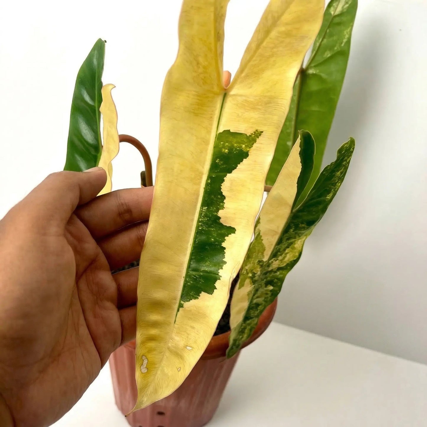 Philodendron Billietiae Variegated – 4 - 5 Leaves – Rare Aroid Plant - Yume Gardens Indonesia