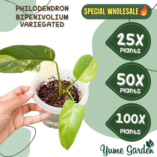Philodendron Bipennifolium Aurea Wholesale 25x 50x 100x - Yume Gardens Indonesia
