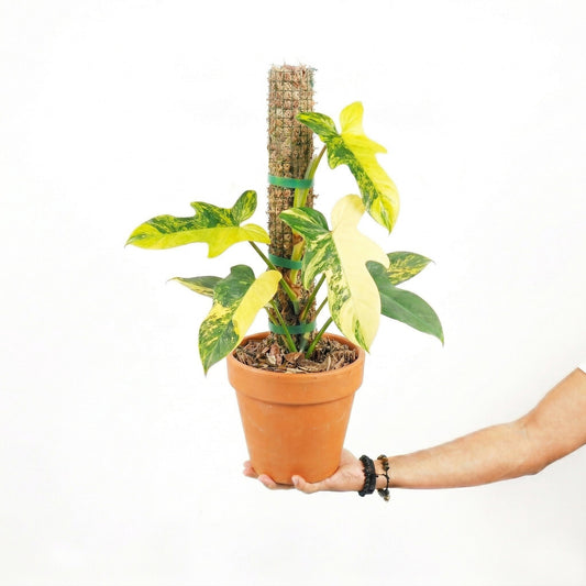 Philodendron Bipennifolium Variegated - Yume Gardens Indonesia