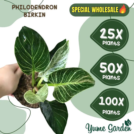 Philodendron Birkin Wholesale 25x 50x 100x - Yume Gardens Indonesia