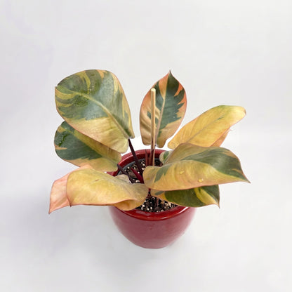 Philodendron Black Cardinal Variegated Rare Collector Aroid Live Plant | Yume Garden - Yume Gardens Indonesia