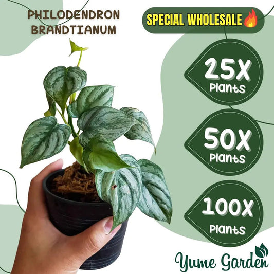 Philodendron Brandtianum Wholesale 25x 50x 100x - Yume Gardens Indonesia