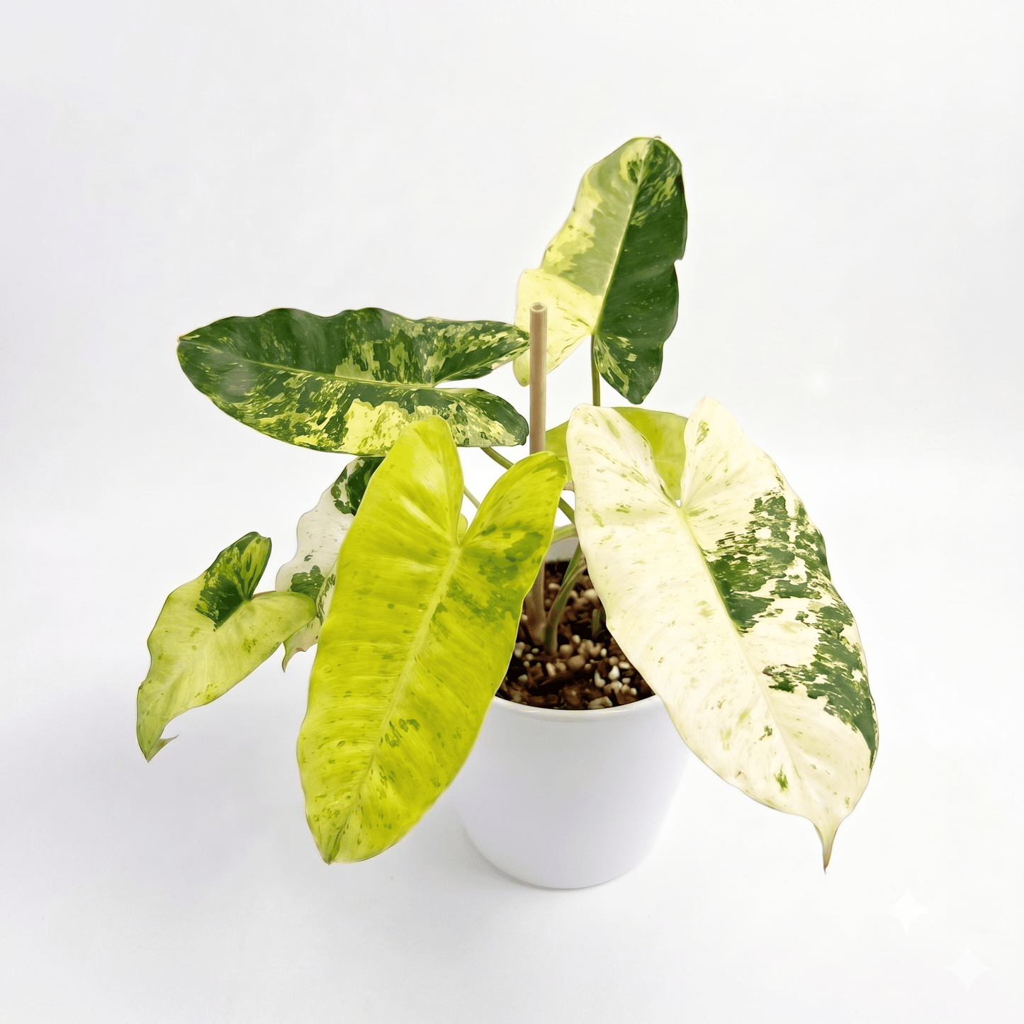 Philodendron Burle Marx Snow White Variegated Rare Live Aroid Plant | Yume Garden - Yume Gardens Indonesia
