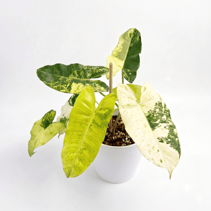 Philodendron Burle Marx Snow White Variegated Rare Live Aroid Plant | Yume Garden - Yume Gardens Indonesia