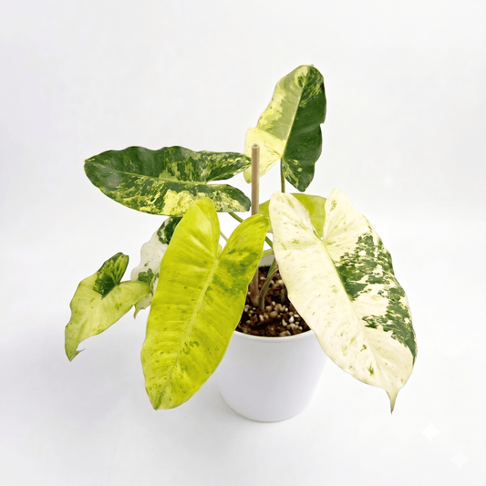 Philodendron Burle Marx Snow White Variegated Rare Live Aroid Plant | Yume Garden - Yume Gardens Indonesia