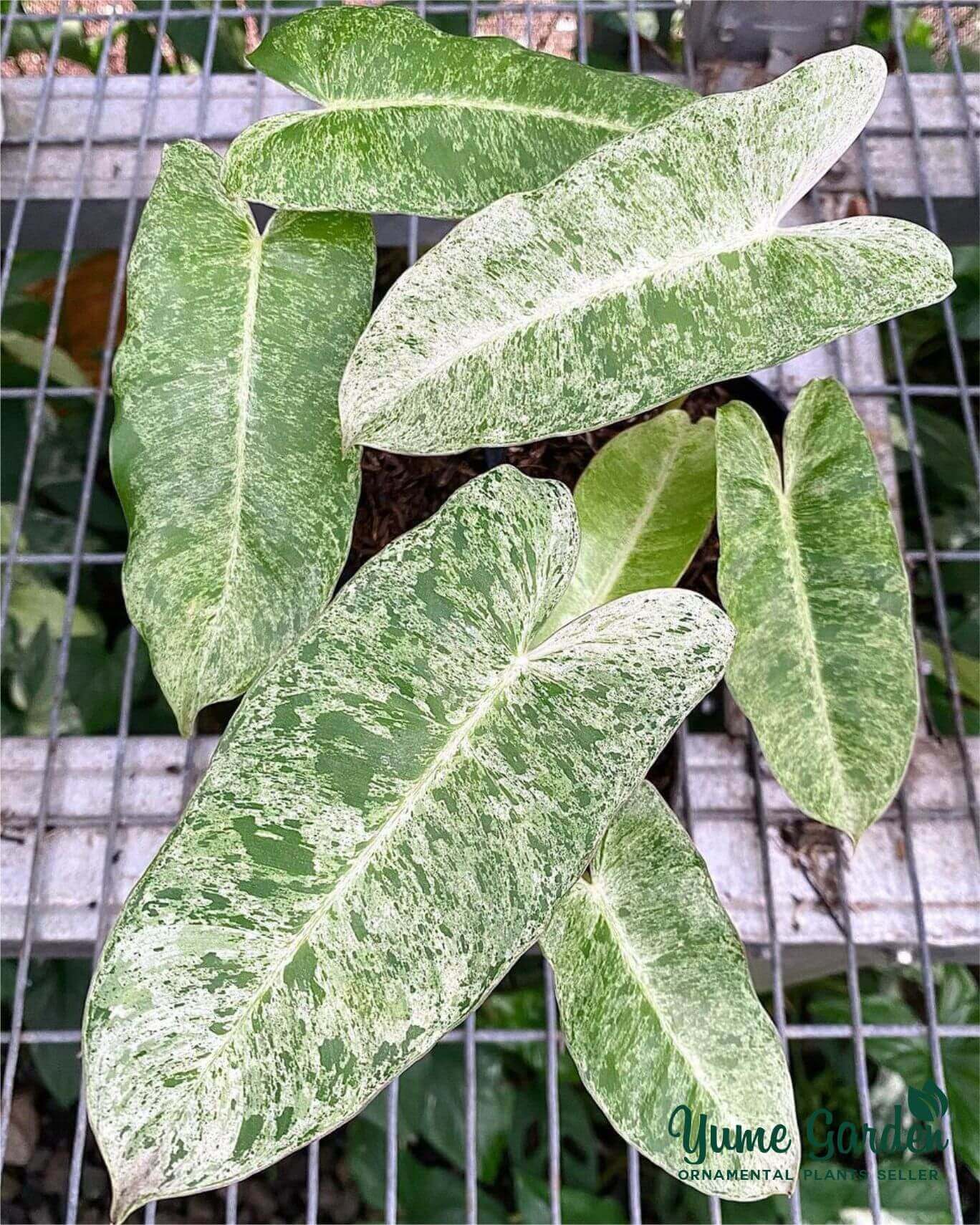 Philodendron Burlemarx Mint Variegated - Yume Gardens Indonesia