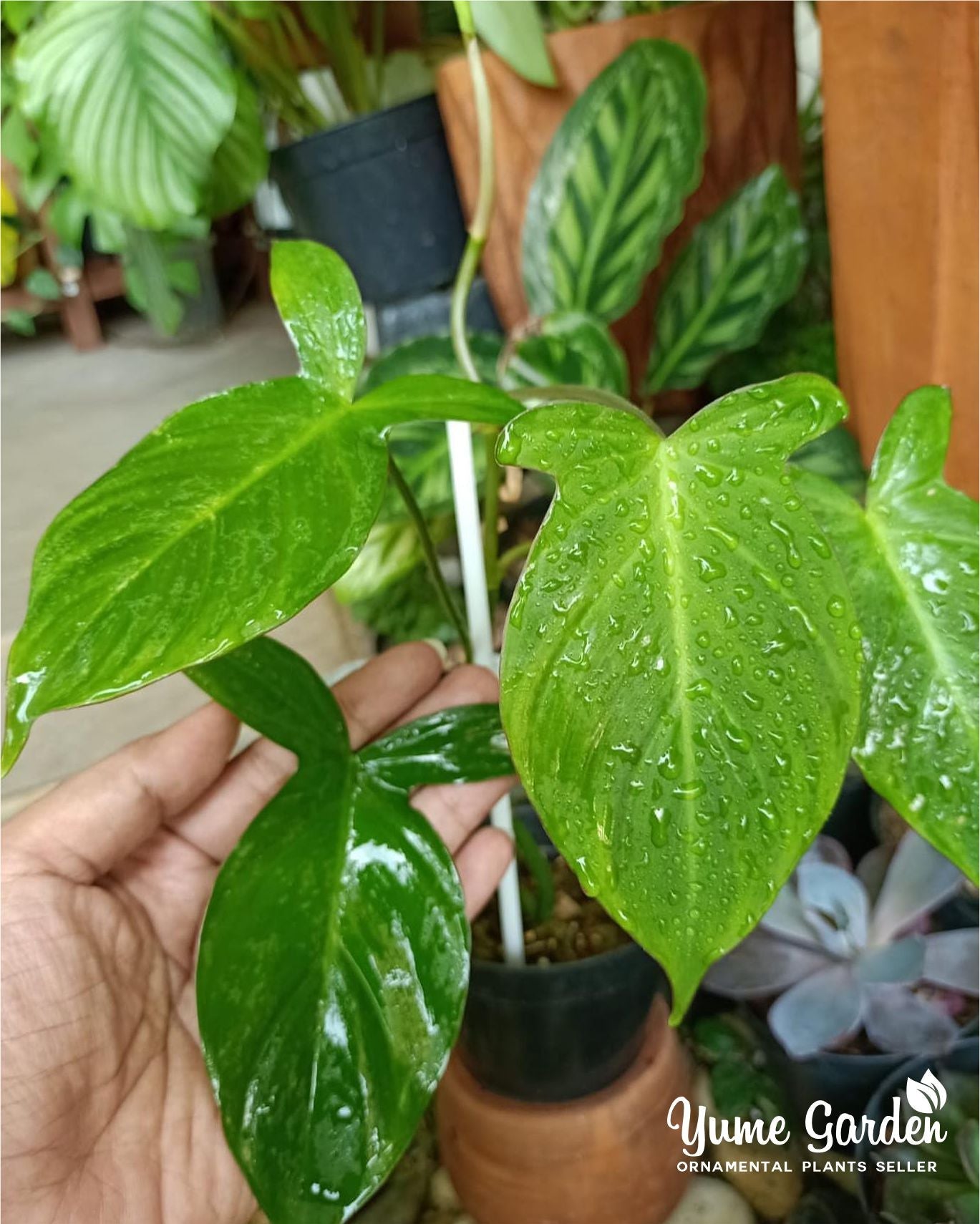 Philodendron Camposportoanum For Sale With Good Prices - Yume Gardens Indonesia