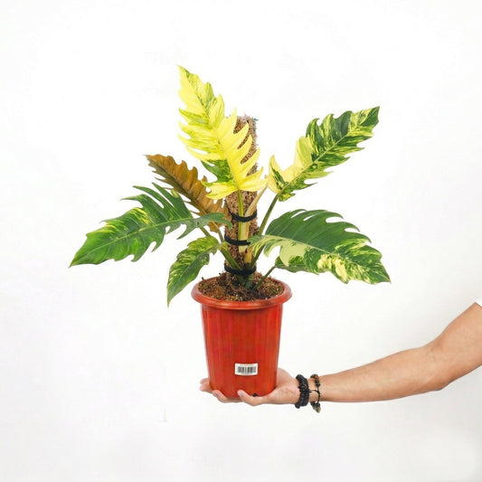 Philodendron Caramel Marble - Yume Gardens Indonesia
