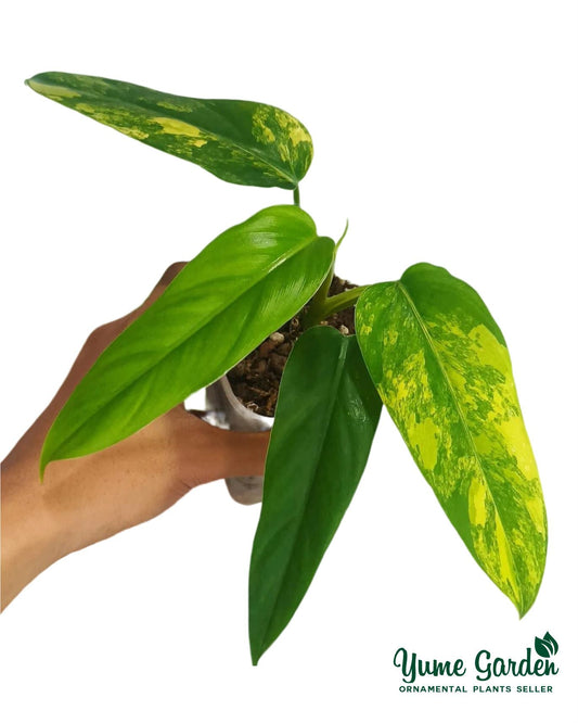 Philodendron Domesticum Variegated - Yume Gardens Indonesia