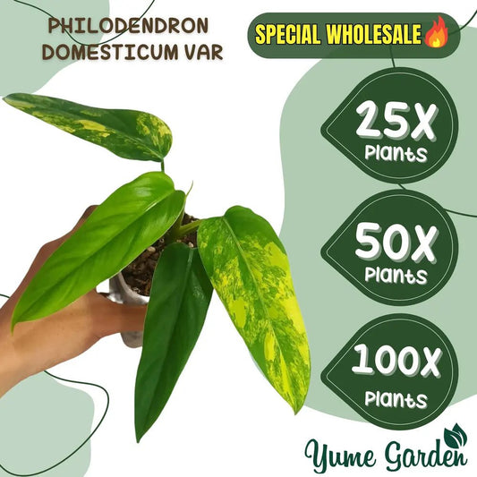 Philodendron Domesticum Variegated Wholesale 25x 50x 100x - Yume Gardens Indonesia