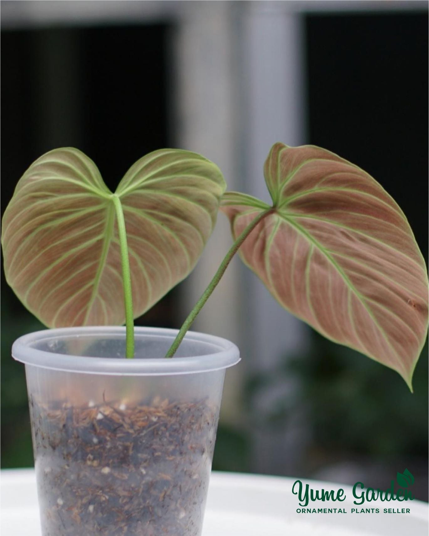 Philodendron El Choco Red For Sale With Good Prices - Yume Gardens Indonesia