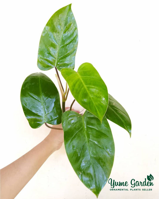 Philodendron Erubescens For Sale With Good Prices - Yume Gardens Indonesia