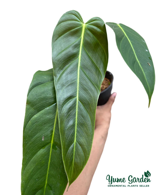 Philodendron Esmeraldense Narrow For Sale With Good Prices - Yume Gardens Indonesia