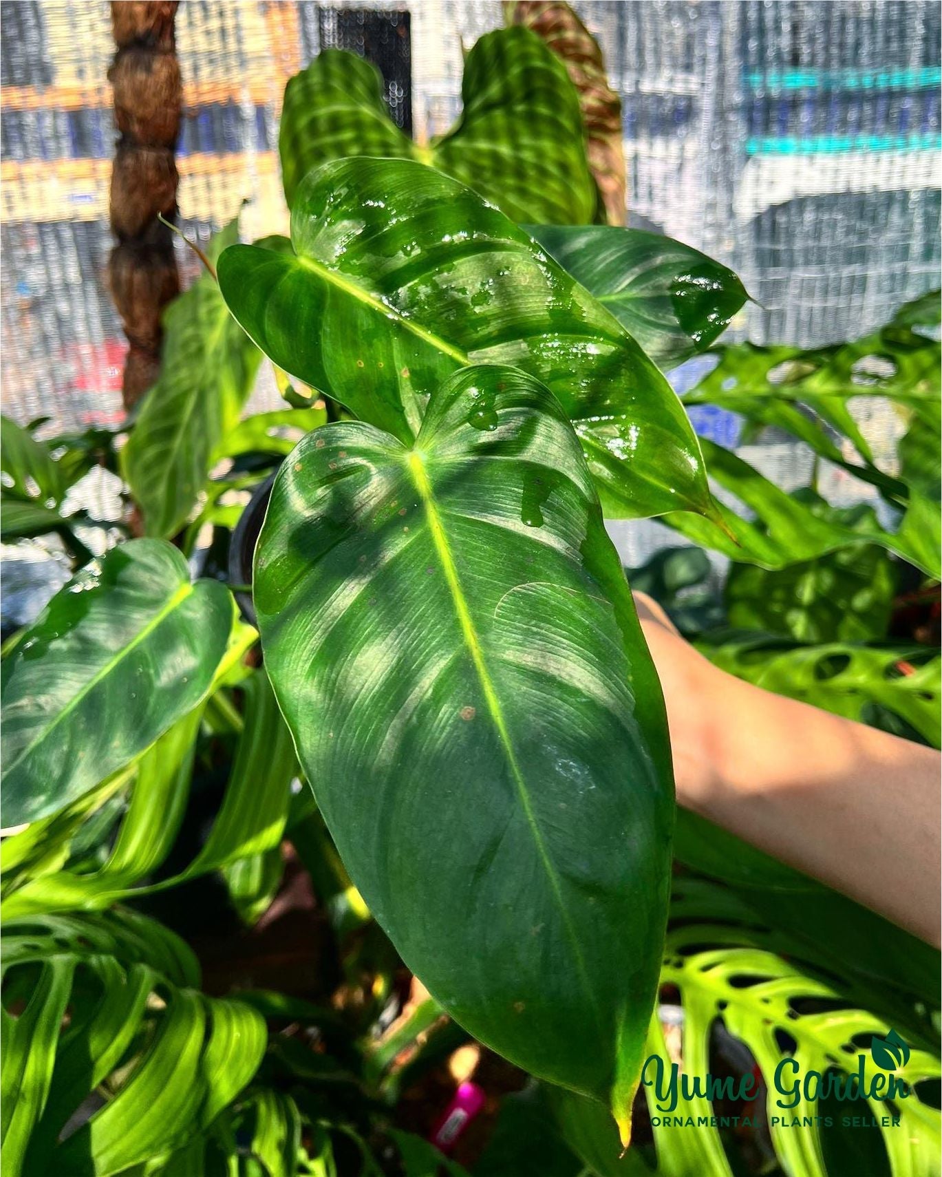 Philodendron Esmeraldense Narrow For Sale With Good Prices - Yume Gardens Indonesia