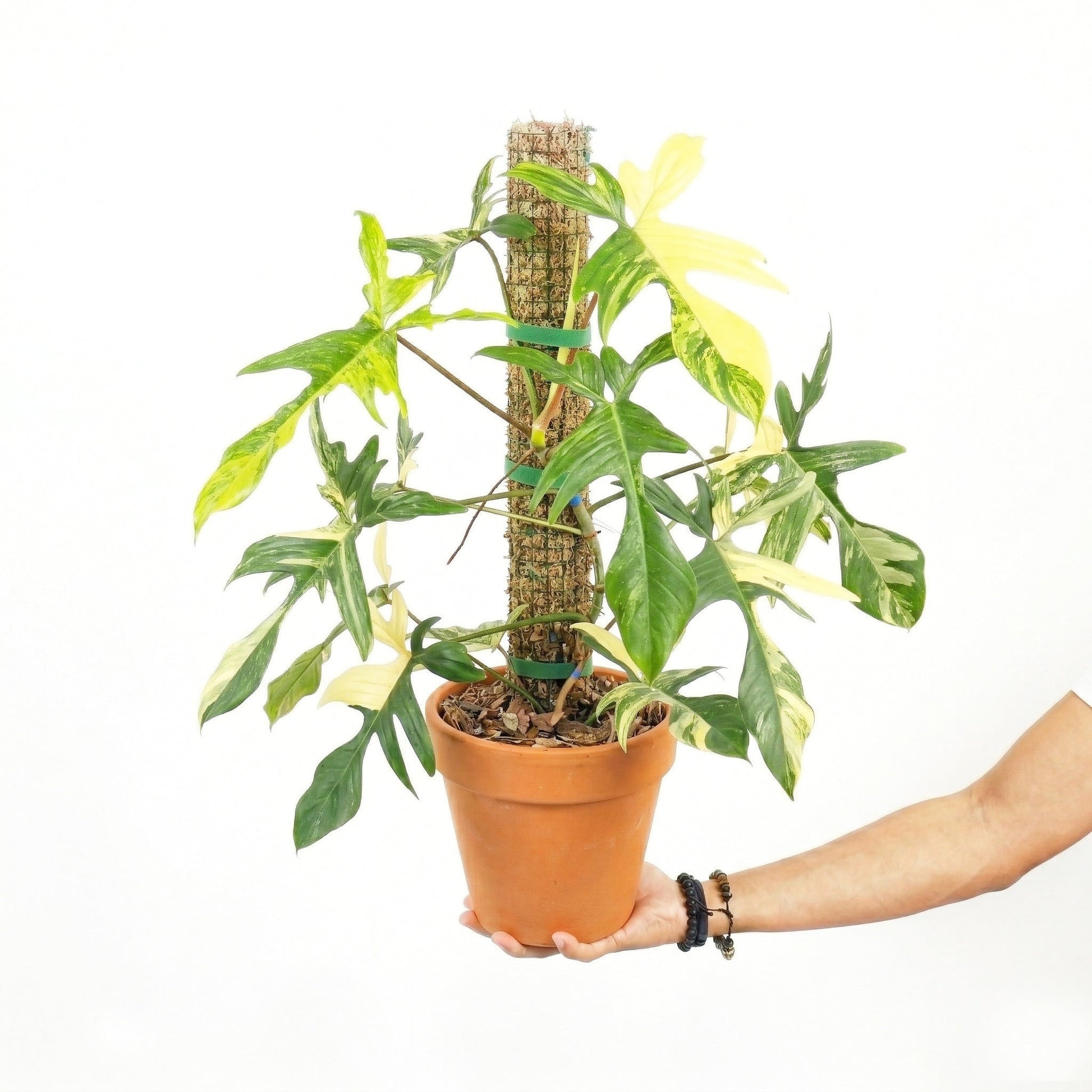 Philodendron Florida Beauty Mature Size Variegated - Yume Gardens Indonesia