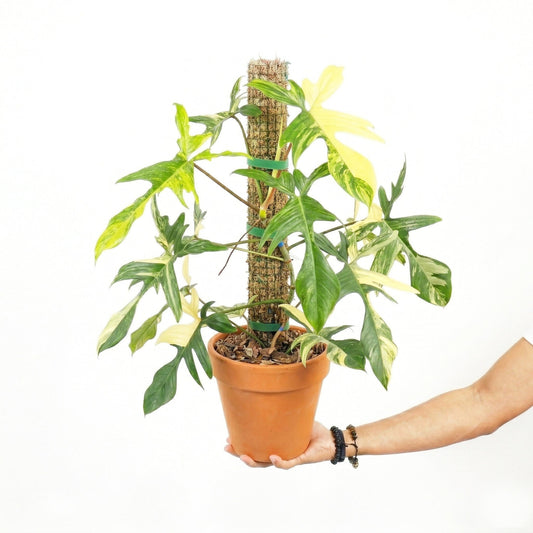 Philodendron Florida Beauty Mature Size Variegated - Yume Gardens Indonesia