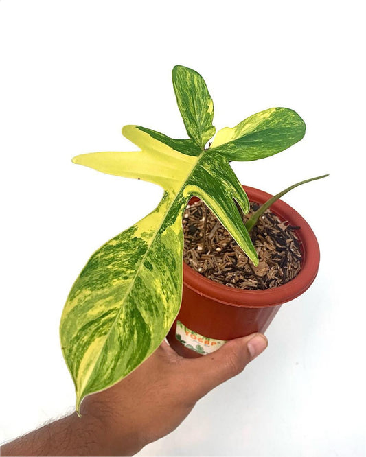 Philodendron Florida Beauty Variegated - Yume Gardens Indonesia