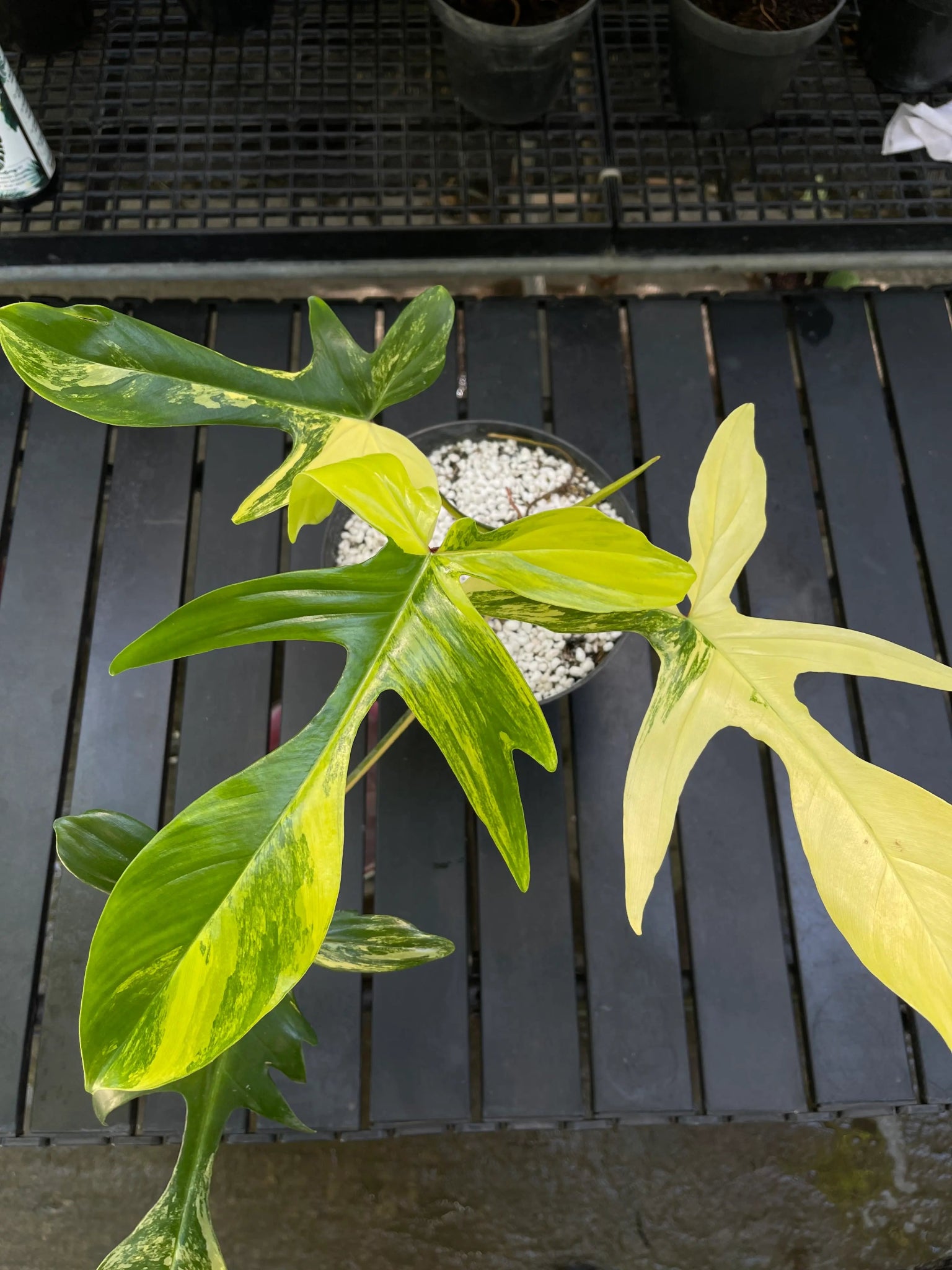 Philodendron Florida Beauty Variegated store FREE Phyto