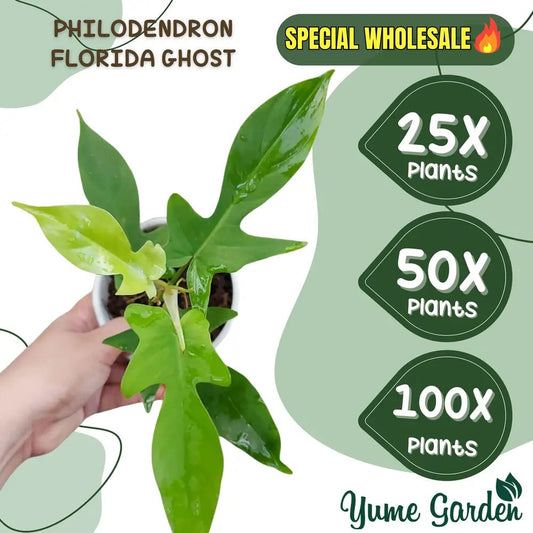 Philodendron Florida Ghost Wholesale 25x 50x 100x - Yume Gardens Indonesia
