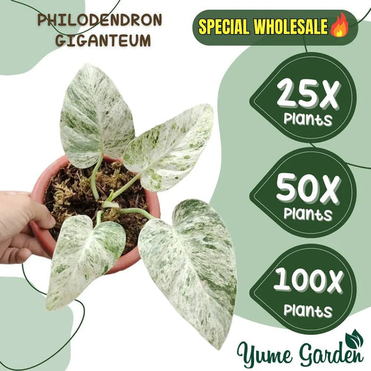 Philodendron Giganteum Wholesale 25x 50x 100x - Yume Gardens Indonesia