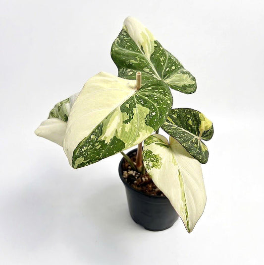 Philodendron Gloriosum Tricolor Variegated Rare Live Aroid Plant | Yume Garden - Yume Gardens Indonesia