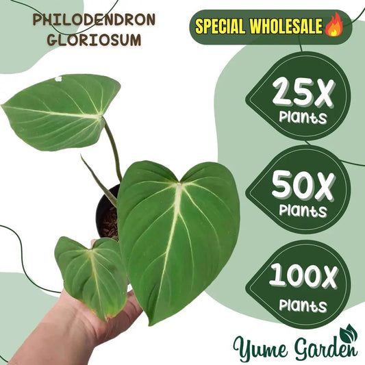Philodendron Gloriosum Wholesale 25x 50x 100x - Yume Gardens Indonesia