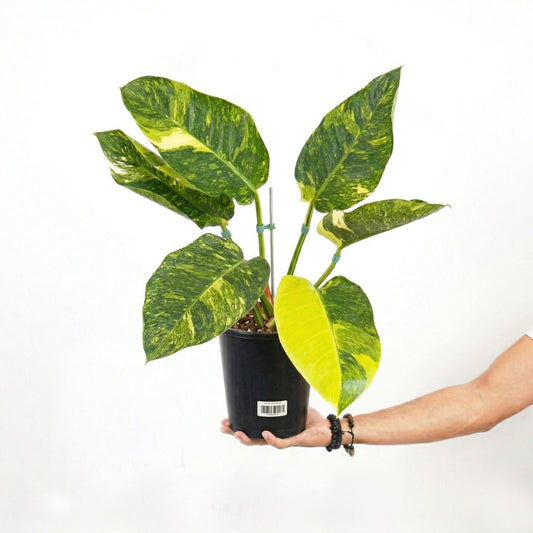 Philodendron Green Congo Variegated - Yume Gardens Indonesia