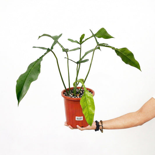 Philodendron Joepii - Yume Gardens Indonesia
