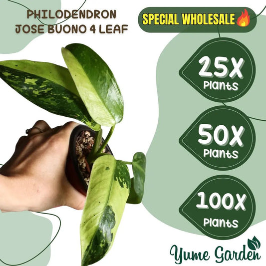 Philodendron Jose Buono 4 Leaf Wholesale 25x 50x 100x - Yume Gardens Indonesia