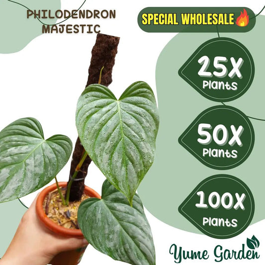 Philodendron Majestic Wholesale 25x 50x 100x - Yume Gardens Indonesia
