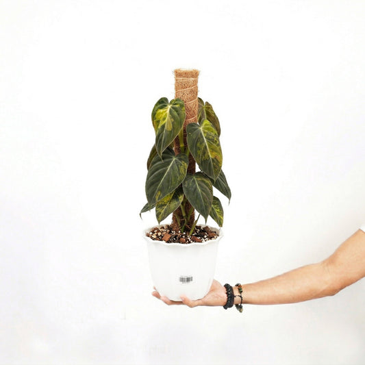 Philodendron Melanochrysum Variegated - Yume Gardens Indonesia