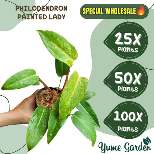 Philodendron Painted Lady Wholesale 25x 50x 100x - Yume Gardens Indonesia
