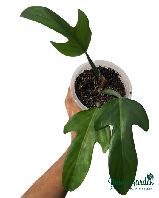 Philodendron Panduriforme For Sale With Good Prices - Yume Gardens Indonesia