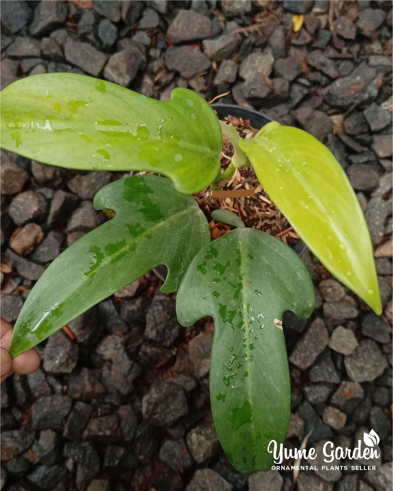 Philodendron Panduriforme For Sale With Good Prices - Yume Gardens Indonesia