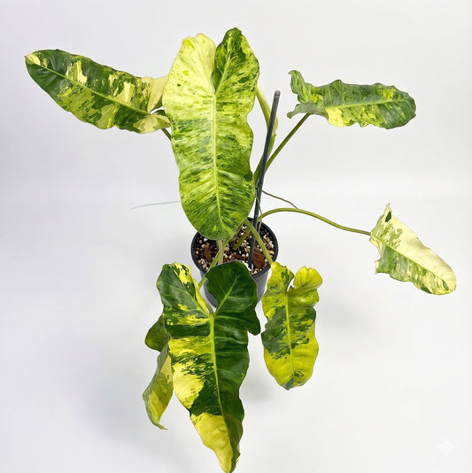 Philodendron Paraiso Verde Variegated Rare Live Aroid Collector Plant | Yume Garden - Yume Gardens Indonesia