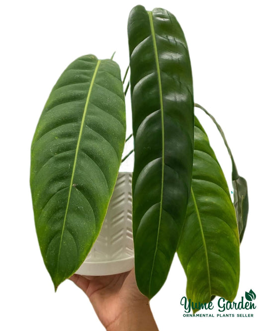 Philodendron Patriciae For Sale And Wholesale With Good Prices - Contact Us by Whatsapp - Yume Gardens Indonesia
