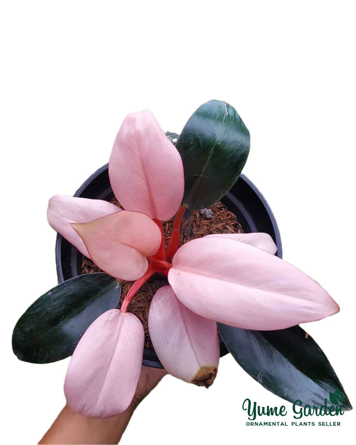 Philodendron Pink Congo - Yume Gardens Indonesia