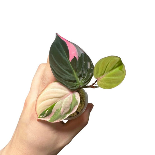 Philodendron Pink Micans - Yume Gardens Indonesia