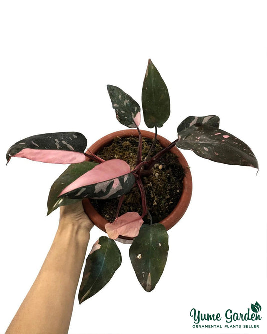 Philodendron Pink Princess Black Cherry - Yume Gardens Indonesia