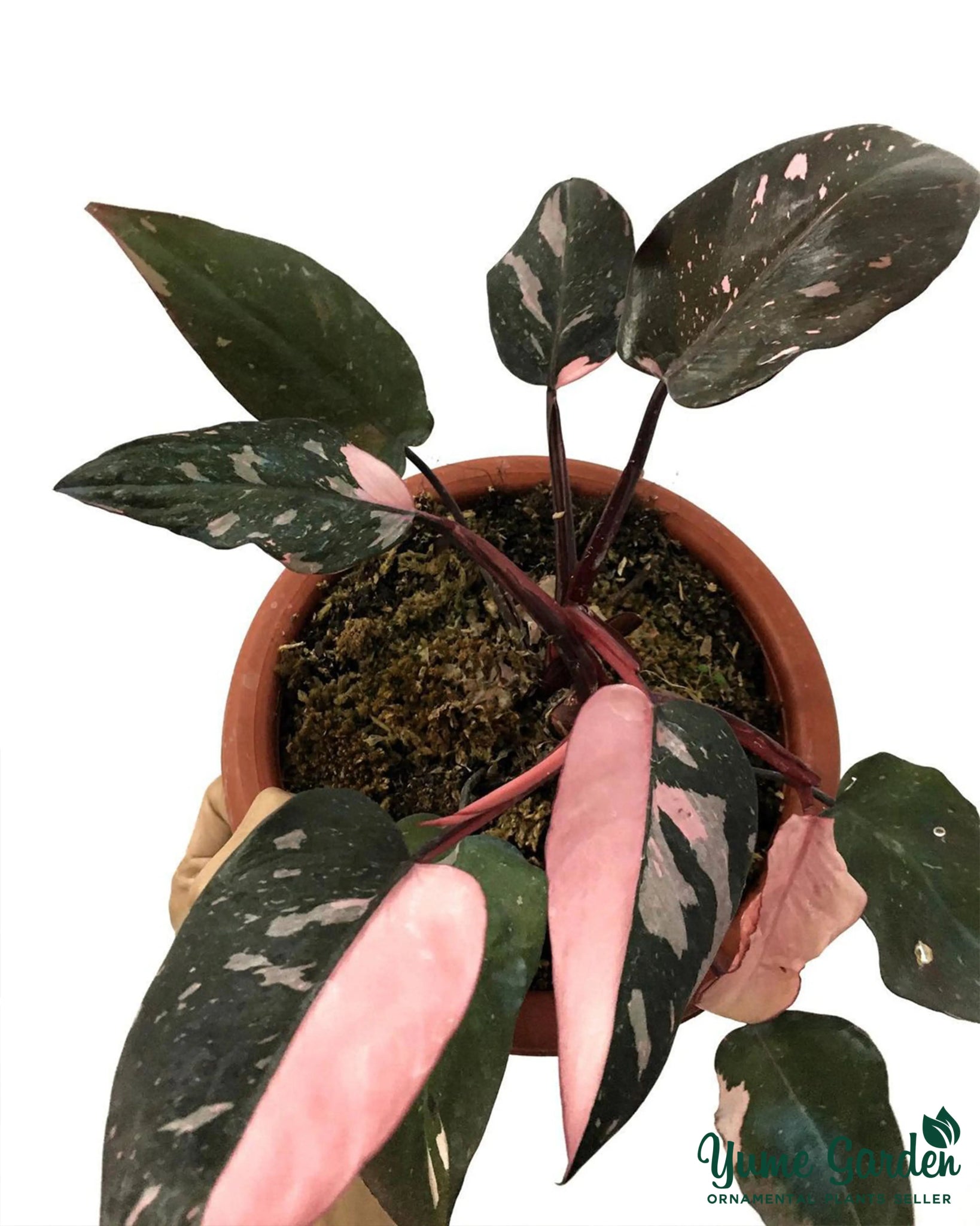 Philodendron Pink Princess Black Cherry - Yume Gardens Indonesia