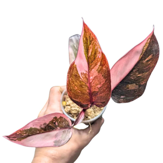 Philodendron Pink Princess Marble - Yume Gardens Indonesia